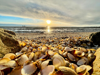 Sea shells on wet sand. Summer North sea in Zandvoort, the Netherlands