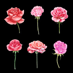 Roses . Watercolor painting valentine's day elements . Set 3 of 10 . Black isolate background . Illustration .