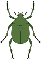 カラー昆虫単品アイコン　カナブン