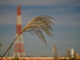 夕暮れのススキの穂のアップ