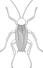 線画昆虫単品アイコン　ゴキブリ