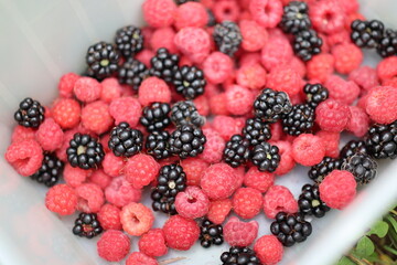 Freshly Picked Raspberries and Blackberries Mix