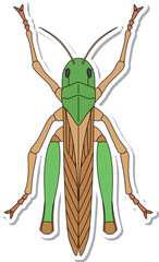 ステッカー昆虫単品アイコン　トノサマバッタ