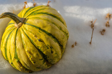 Pasiasta żółta dynia na grządce w śniegu.Dynia na śnieżnej „kołderce” w słoneczne jesienne południe. „Śnieżny” owoc jesieni.