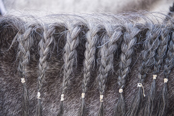 Detail view of the mane of a horse in gray color
