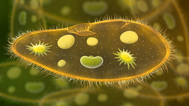 Paramecium protozoa 3d illustration. Euglena Viridis proteus