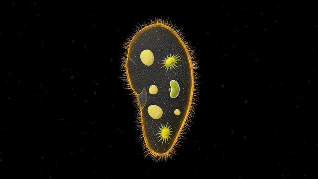 Paramecium protozoa 3d illustration. Euglena Viridis proteus