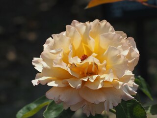 アプリコット色のバラ　はつね