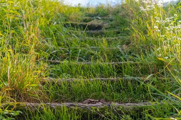Piękne i tajemnicze stare schodki betonowe obficie zarośnięte trawą  i wiodące na małą górkę.