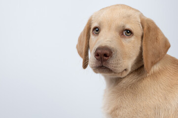 Labrador puppy pet dog