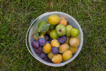 Ripe purple and plum are collected in a plastic bucket. Harvesting