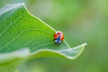 Bright red ladybug crawling at the edge vibrant green leaf.  Details of leaf and ladybug are in clear focus with soft green out of focus background.