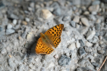 Fototapeta na wymiar The Queen of Spain fritillary (Issoria lathonia), a butterfly of the family Nymphalidae