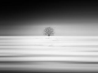 Solitary tree on the snowy land with migratory birds flying away. Fine art style winter black and white scene with motion blur effect
