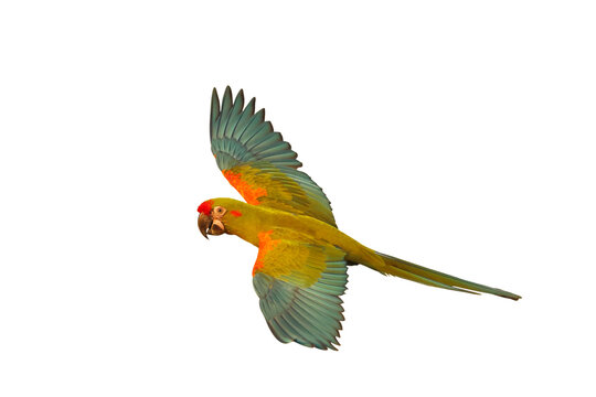 Colorful flying Red-fronted Macaw parrot isolated on transparent background png file