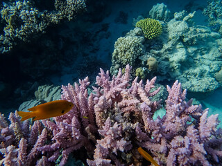 Beautiful fish in the coral reef of the Red Sea
