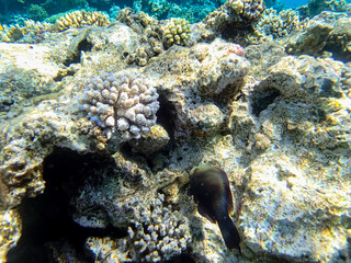 Beautiful fish in the coral reef of the Red Sea