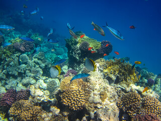 Beautiful fish in the coral reef of the Red Sea