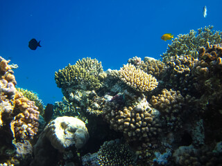 Beautiful fish in the coral reef of the Red Sea