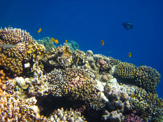 Beautiful fish in the coral reef of the Red Sea