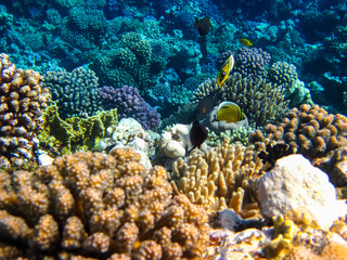 Beautiful fish in the coral reef of the Red Sea