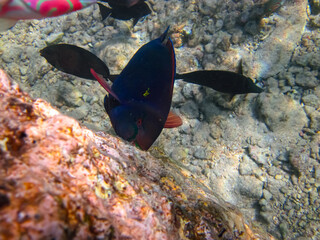 Beautiful fish in the coral reef of the Red Sea