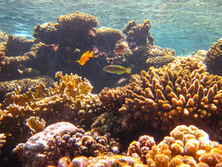 Beautiful fish in the coral reef of the Red Sea