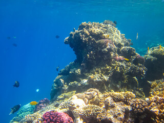 Beautiful fish in the coral reef of the Red Sea