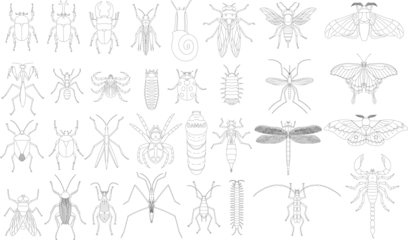 Foto op Plexiglas 標本風線画昆虫アイコンセット © nissat