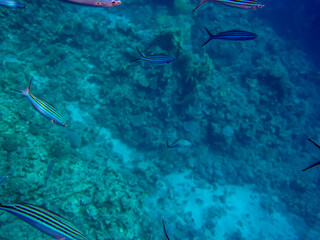 Beautiful fish in the coral reef of the Red Sea