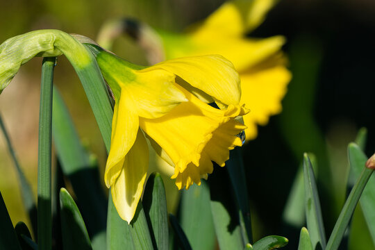 Daffodil (narcissus) 'Early Sensation' a spring flowering plant with a yellow springtime flower, stock photo image
