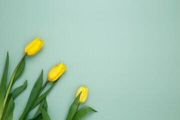 Yellow tulips on a green background. Top view, copy space, flat lay