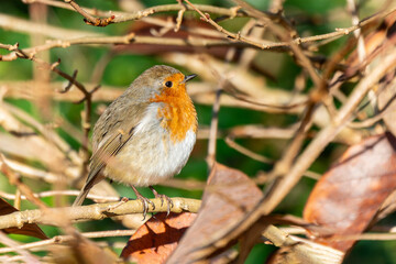 Robin redbreast ( Erithacus rubecula) bird a British garden songbird with a red or orange breast often found on Christmas cards