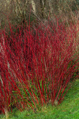 Cornus alba shrub with crimson red stems in winter and red leaves in autumn commonly known as ...