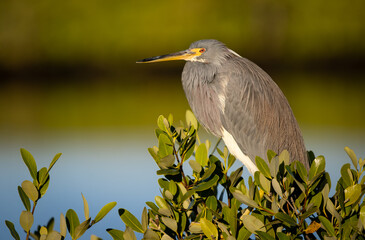 Tricolored heron in Florida 