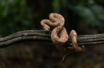 Boa Snake in Costa Rica 