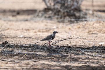 Close-up of a crowned lapwing against a background of green vegetation in a national park in Kenya
