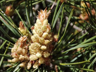 yellow pine cones with pollen on a tree branch in early spring on a sunny day