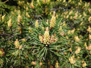 yellow cones on a branch in green needles with pollen on a sunny day in early spring in the forest