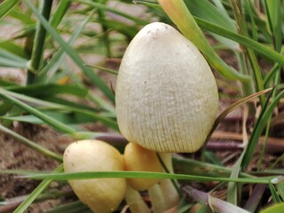 pale white mushroom caps in thickets of green grass