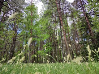 beautiful, fresh, spring green pine forest in the foreground with blurred grass on a sunny day