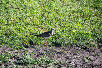 Close-up of a crowned lapwing against a background of green vegetation in a national park in Kenya
