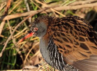 A water rail in the zugwiesen area, Germany, Europe