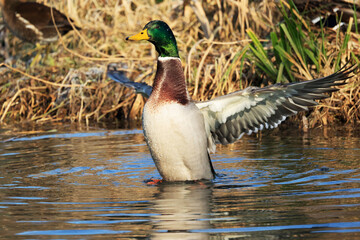 Mallard Duck in a Park, Zugwiesen, Germany, Europe.