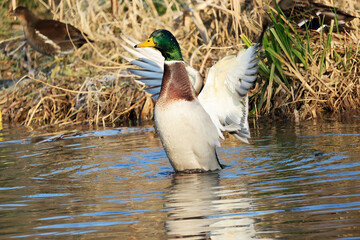 Mallard Duck in a Park, Zugwiesen, Germany, Europe.