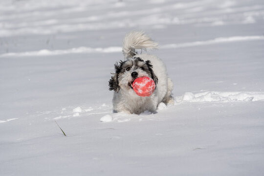 Happy black and white havanese with orange ball plays fetch in snow.