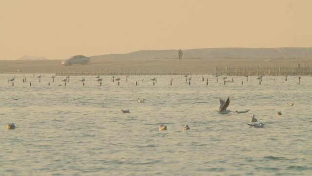Seagulls floating on water near Karbabad beach during low tide, Manamah, Bahrain