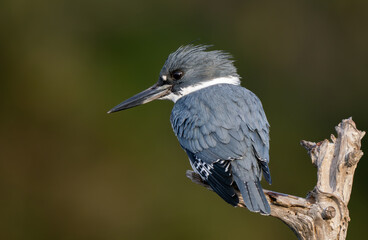 Fototapeta premium Belted kingfisher eating fish in Florida 