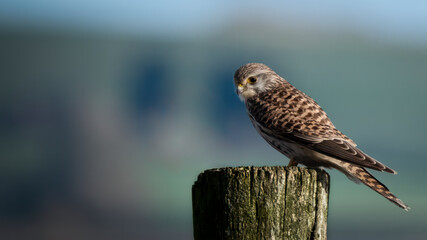 Male Kestrel