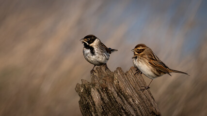 Reed Buntings